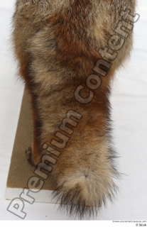 Red fox tail 0004.jpg